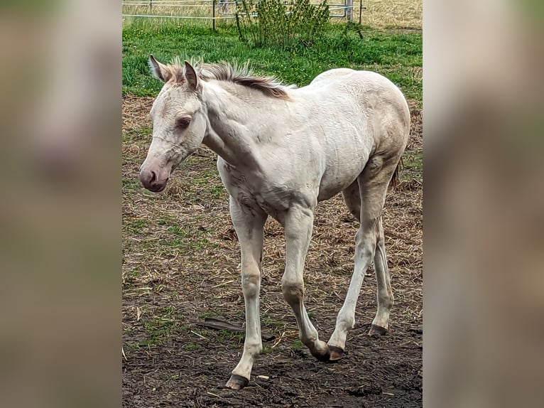 Paint Horse Giumenta 1 Anno 155 cm Champagne in Celle