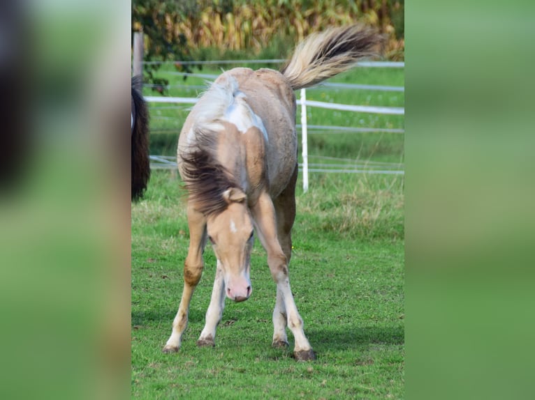 Paint Horse Giumenta 1 Anno 155 cm Champagne in Buchbach