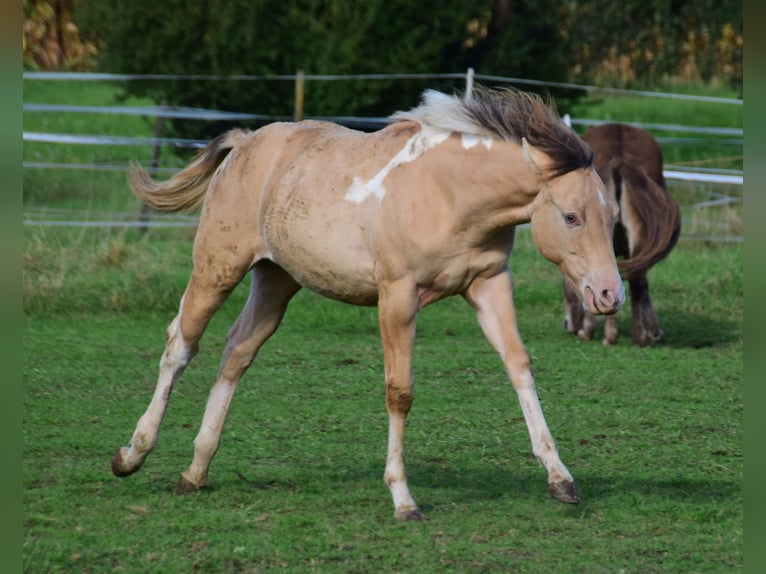 Paint Horse Giumenta 1 Anno 155 cm Champagne in Buchbach