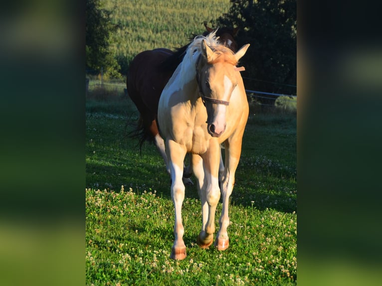 Paint Horse Giumenta 1 Anno 155 cm Pezzato in Buchbach