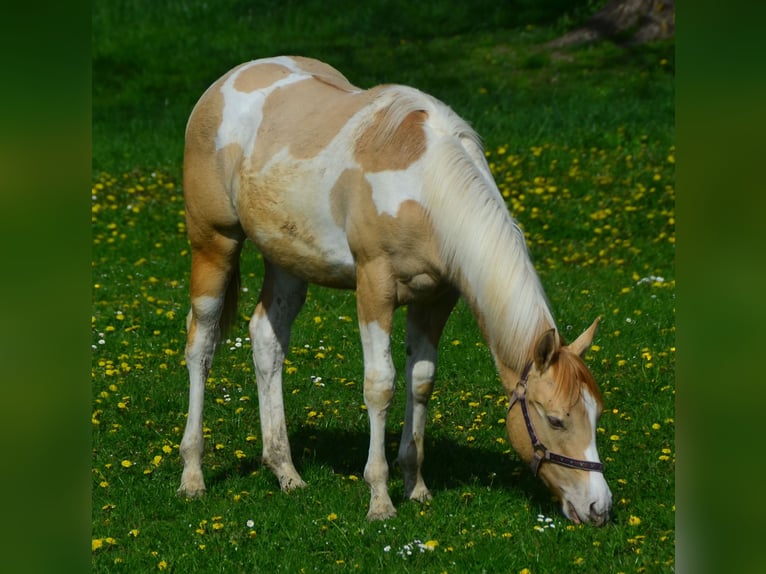 Paint Horse Giumenta 1 Anno 155 cm Pezzato in Buchbach