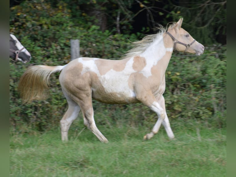 Paint Horse Giumenta 1 Anno 155 cm Pezzato in Buchbach