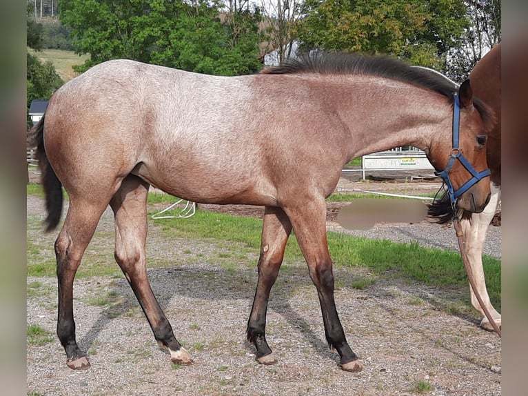 Paint Horse Giumenta 1 Anno 158 cm Baio roano in Auengrund