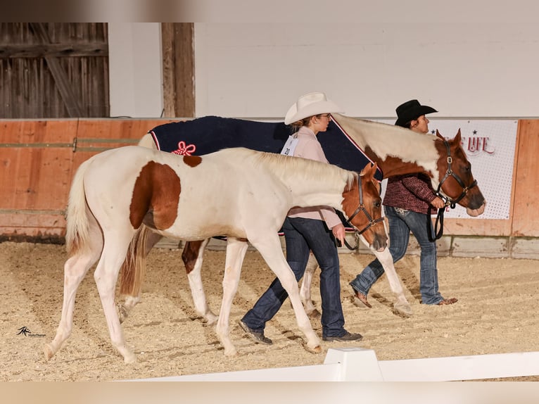 Paint Horse Giumenta 1 Anno Tobiano-tutti i colori in Schrozberg