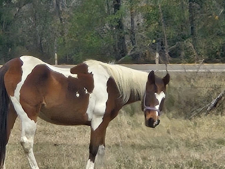 Paint Horse Giumenta 20 Anni 142 cm Baio in Teague, TX