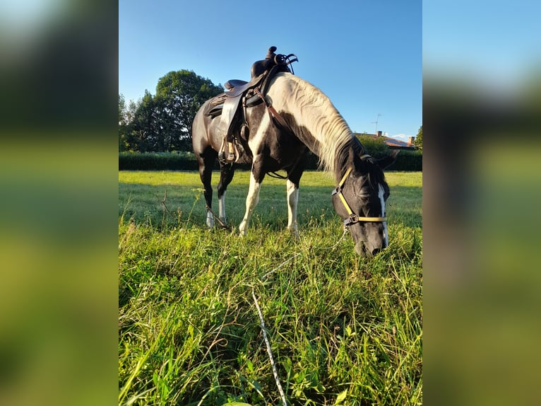 Paint Horse Giumenta 24 Anni 160 cm Tobiano-tutti i colori in Colloredo di monte albano