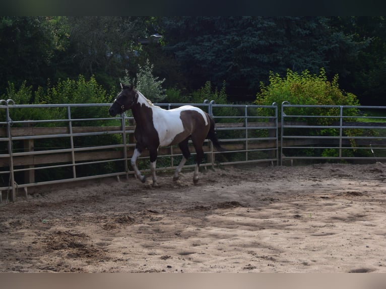 Paint Horse Giumenta 2 Anni 142 cm Grullo in Ahorn