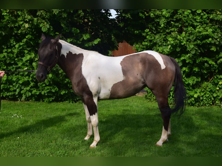 Paint Horse Giumenta 2 Anni 142 cm Grullo in Ahorn