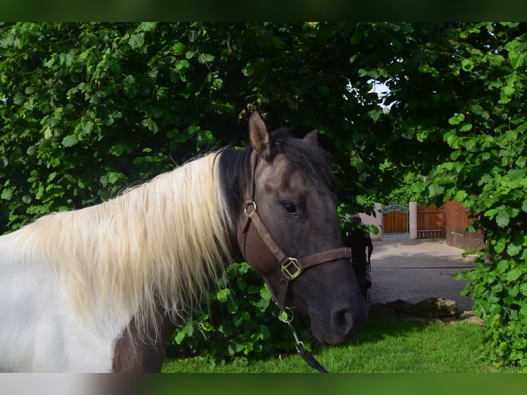 Paint Horse Giumenta 2 Anni 142 cm Grullo in Ahorn