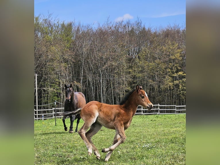 Paint Horse Giumenta 2 Anni 145 cm Baio in AmorbachAmorbach