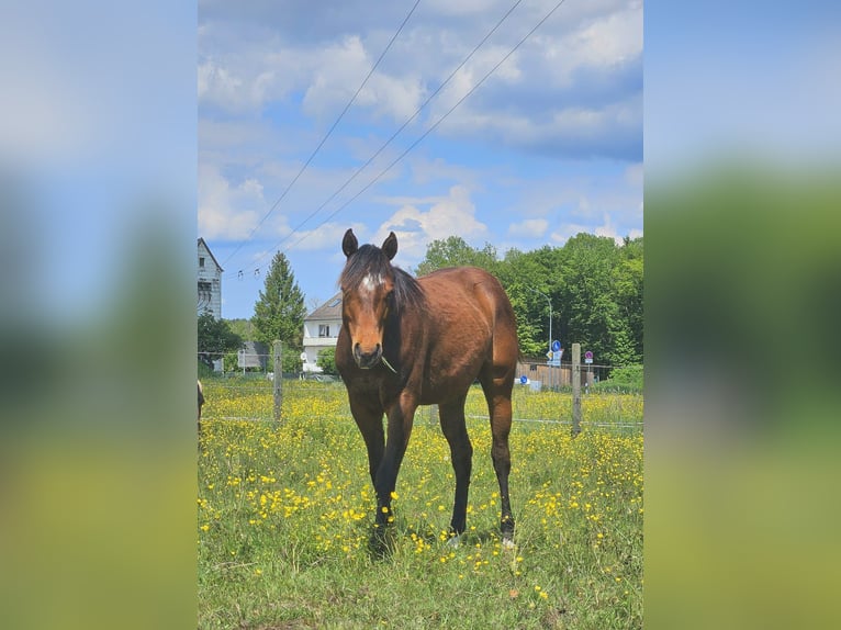 Paint Horse Giumenta 2 Anni 145 cm Baio in AmorbachAmorbach