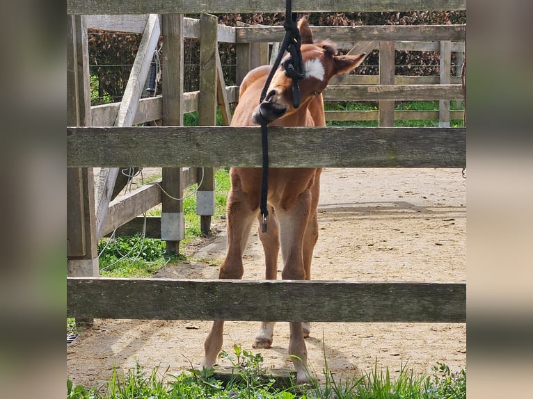 Paint Horse Giumenta 2 Anni 145 cm Baio in AmorbachAmorbach