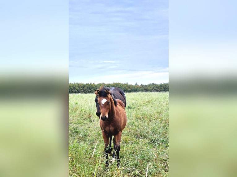 Paint Horse Giumenta 2 Anni 145 cm Baio in AmorbachAmorbach