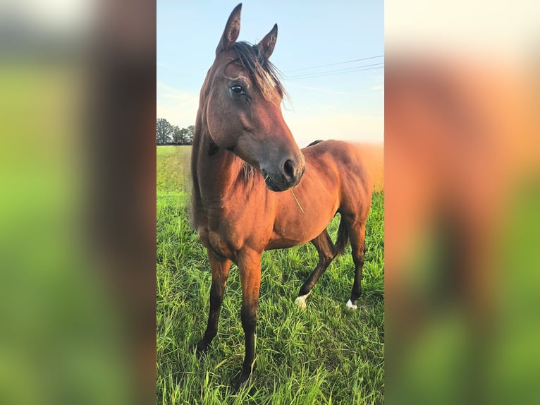 Paint Horse Giumenta 2 Anni 145 cm Baio in AmorbachAmorbach