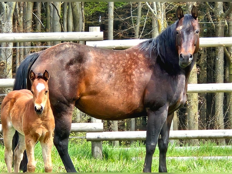 Paint Horse Giumenta 2 Anni 145 cm Baio in AmorbachAmorbach