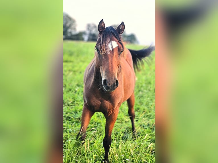 Paint Horse Giumenta 2 Anni 145 cm Baio in AmorbachAmorbach