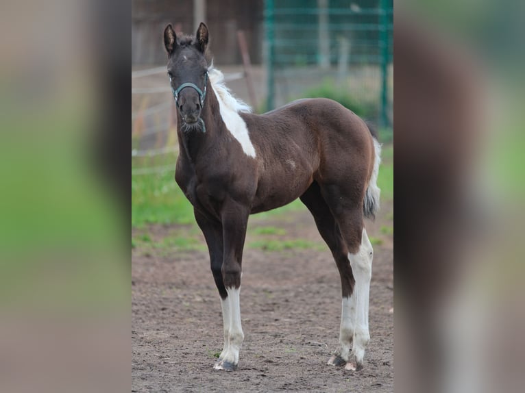 Paint Horse Giumenta 2 Anni 145 cm Può diventare grigio in Schönwalde