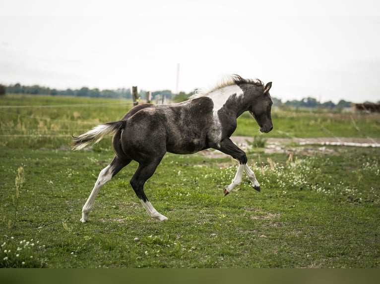 Paint Horse Giumenta 2 Anni 145 cm Può diventare grigio in Schönwalde