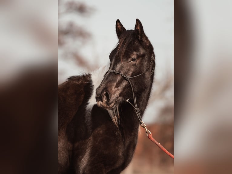 Paint Horse Giumenta 2 Anni 145 cm Può diventare grigio in Schönwalde