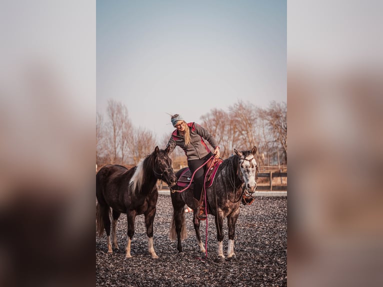 Paint Horse Giumenta 2 Anni 145 cm Può diventare grigio in Schönwalde