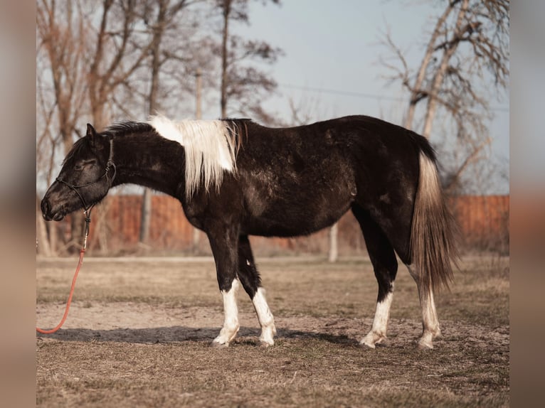 Paint Horse Giumenta 2 Anni 145 cm Può diventare grigio in Schönwalde