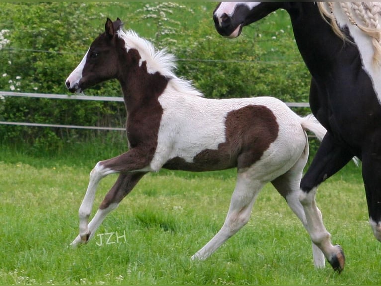 Paint Horse Giumenta 2 Anni 150 cm in Düsseldorf