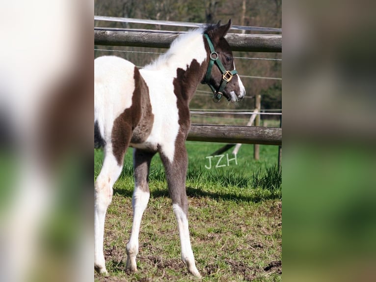 Paint Horse Giumenta 2 Anni 150 cm in Düsseldorf