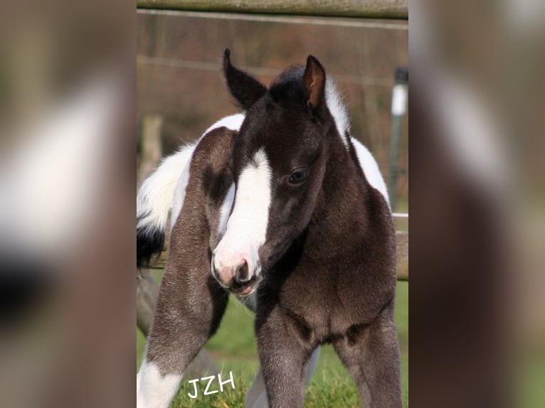 Paint Horse Giumenta 2 Anni 150 cm in Düsseldorf