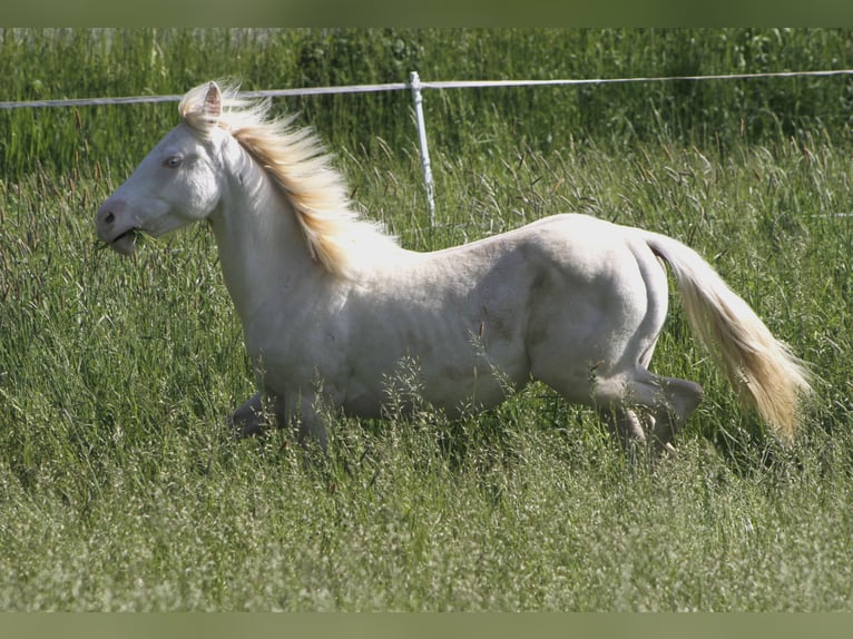 Paint Horse Giumenta 2 Anni 150 cm Perlino in Warburg