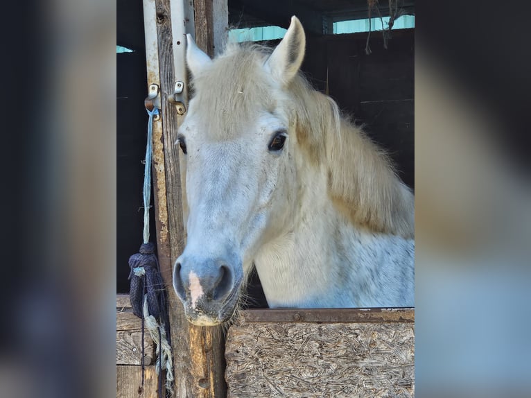 Paint Horse Mix Giumenta 2 Anni 150 cm Pezzato in Kirchheimbolanden