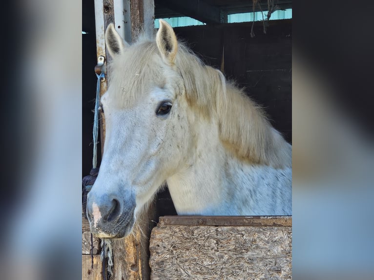 Paint Horse Mix Giumenta 2 Anni 150 cm Pezzato in Kirchheimbolanden