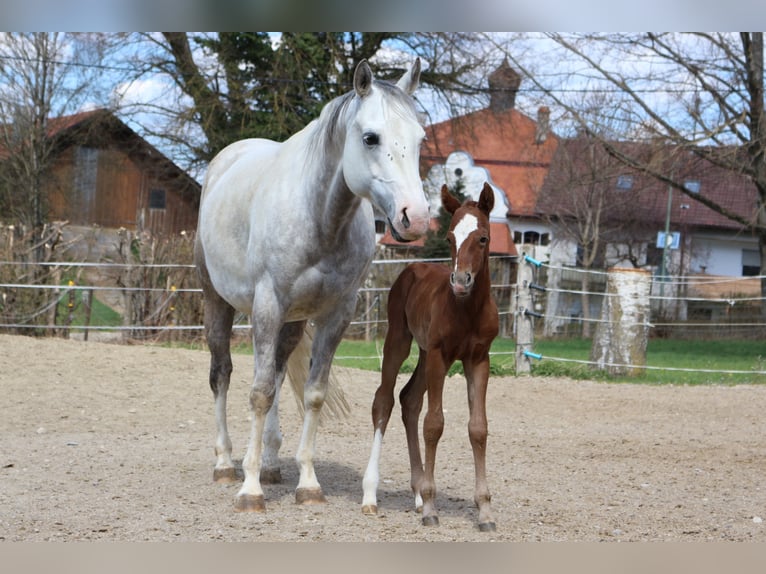 Paint Horse Giumenta 2 Anni 150 cm Sauro in Eggenthal