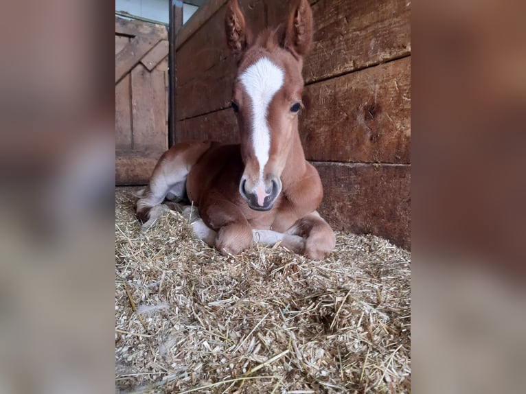 Paint Horse Giumenta 2 Anni 150 cm Sauro in Eggenthal