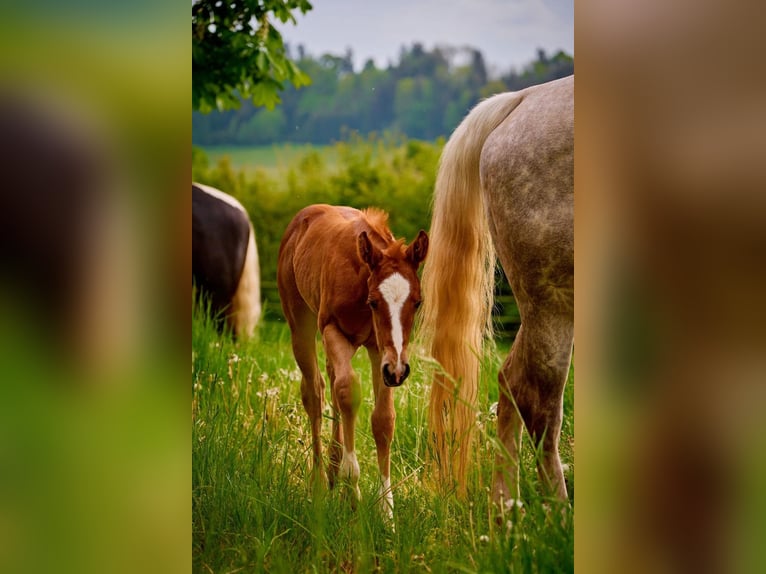 Paint Horse Giumenta 2 Anni 150 cm Sauro in Eggenthal