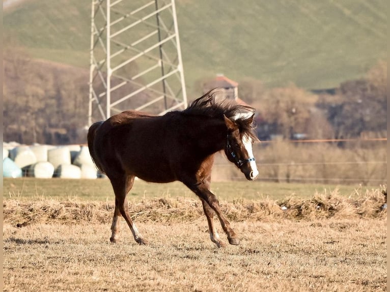 Paint Horse Giumenta 2 Anni 150 cm Sauro scuro in Floh-Seligenthal