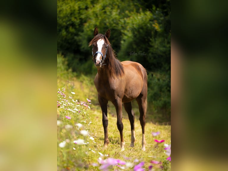 Paint Horse Giumenta 2 Anni 150 cm Sauro scuro in Floh-Seligenthal