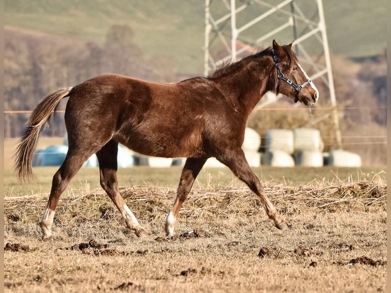 Paint Horse Giumenta 2 Anni 150 cm Sauro scuro in Floh-Seligenthal