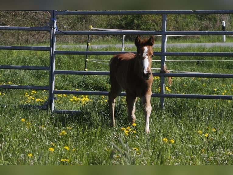 Paint Horse Giumenta 2 Anni 150 cm Sauro scuro in WarburgWarburg