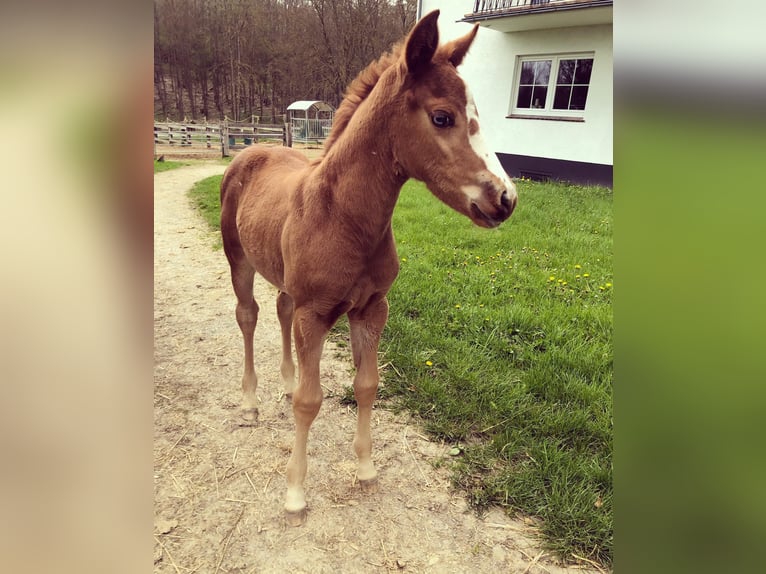 Paint Horse Giumenta 2 Anni 150 cm Sauro scuro in WarburgWarburg