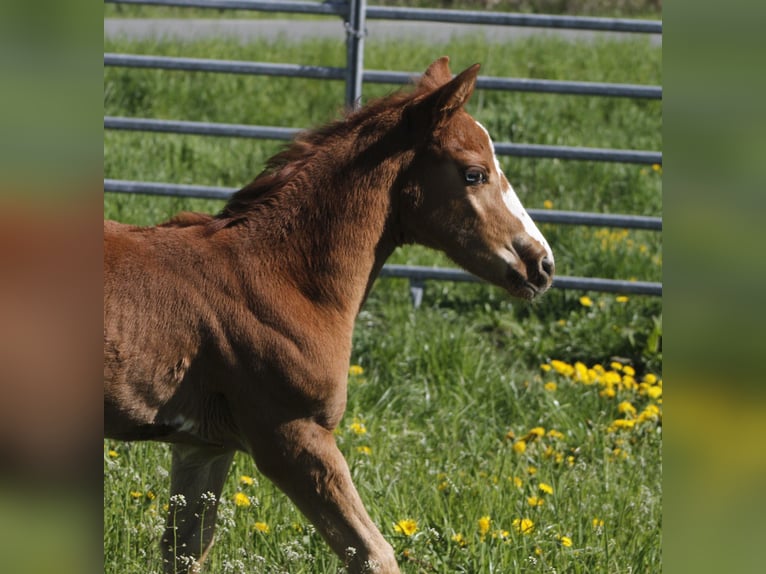 Paint Horse Giumenta 2 Anni 150 cm Sauro scuro in WarburgWarburg