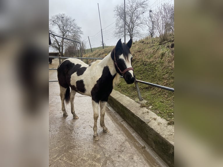 Paint Horse Giumenta 2 Anni 152 cm Morello in Starnberg