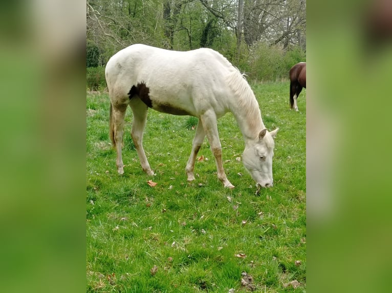 Paint Horse Giumenta 2 Anni 152 cm Pezzato in Danstedt