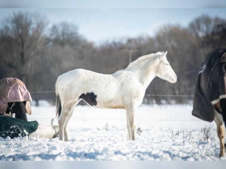 Paint Horse Giumenta 2 Anni 152 cm Pezzato in Danstedt