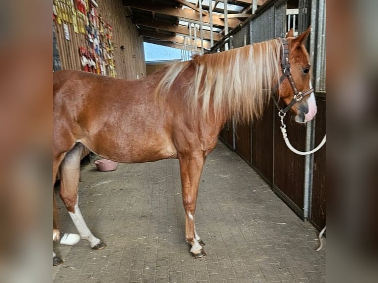 Paint Horse Giumenta 2 Anni 152 cm Sauro in Etgersleben