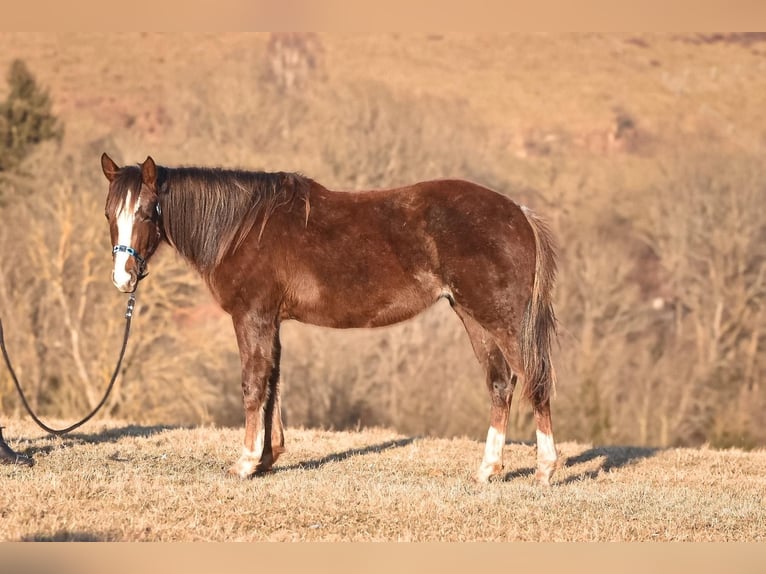 Paint Horse Giumenta 2 Anni 152 cm Sauro scuro in Christes