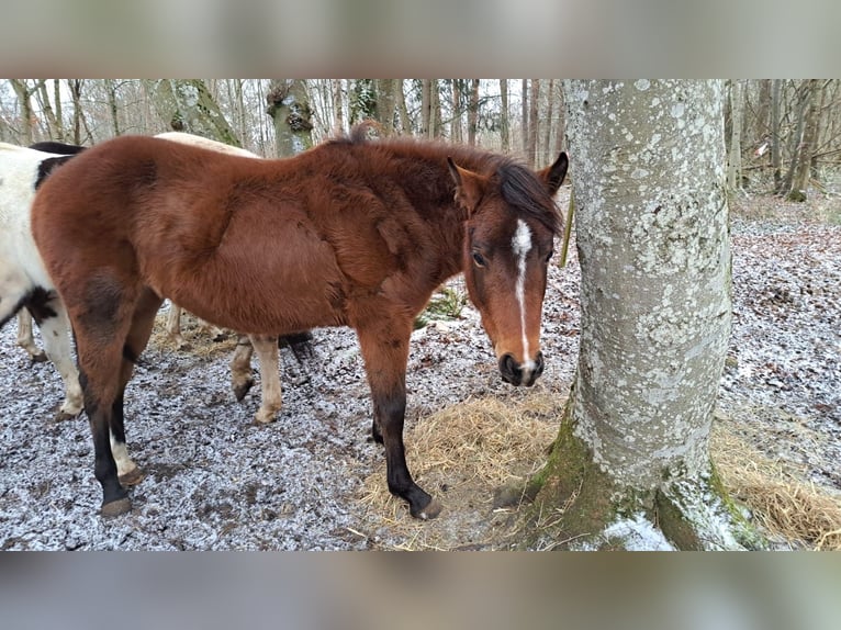 Paint Horse Giumenta 2 Anni 153 cm Baio in Münsingen