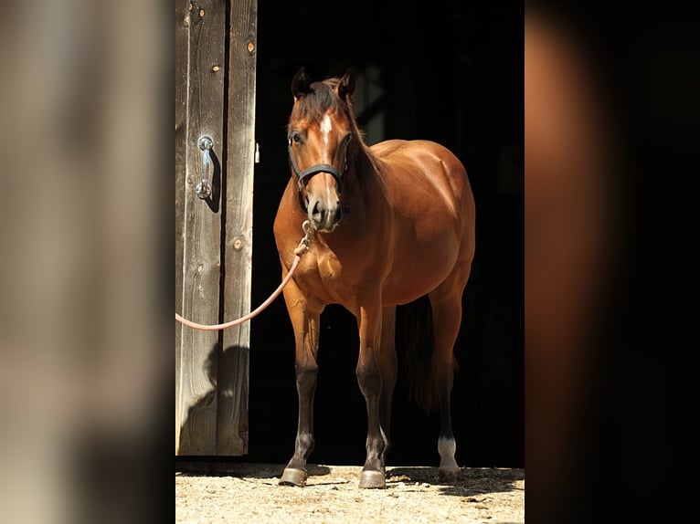 Paint Horse Giumenta 2 Anni 153 cm Baio in Münsingen