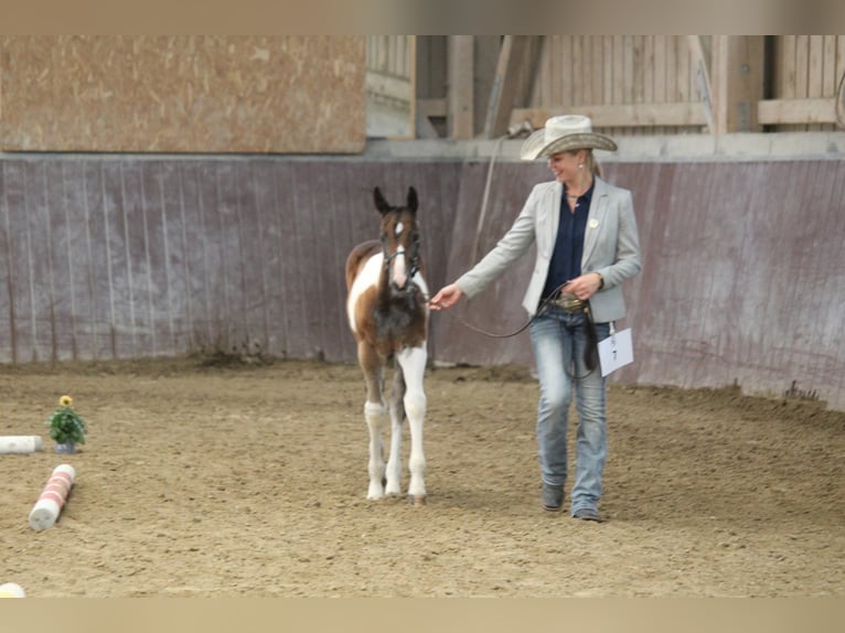 Paint Horse Giumenta 2 Anni 154 cm Tobiano-tutti i colori in Haldenwang