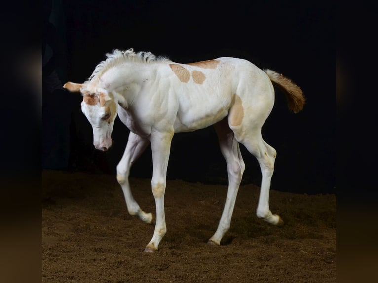 Paint Horse Giumenta 2 Anni 155 cm Champagne in Buchbach