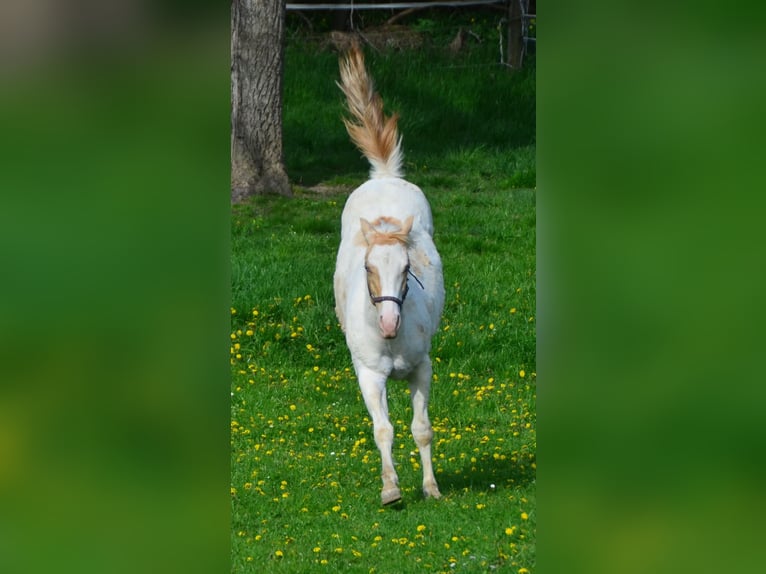 Paint Horse Giumenta 2 Anni 155 cm Champagne in Buchbach